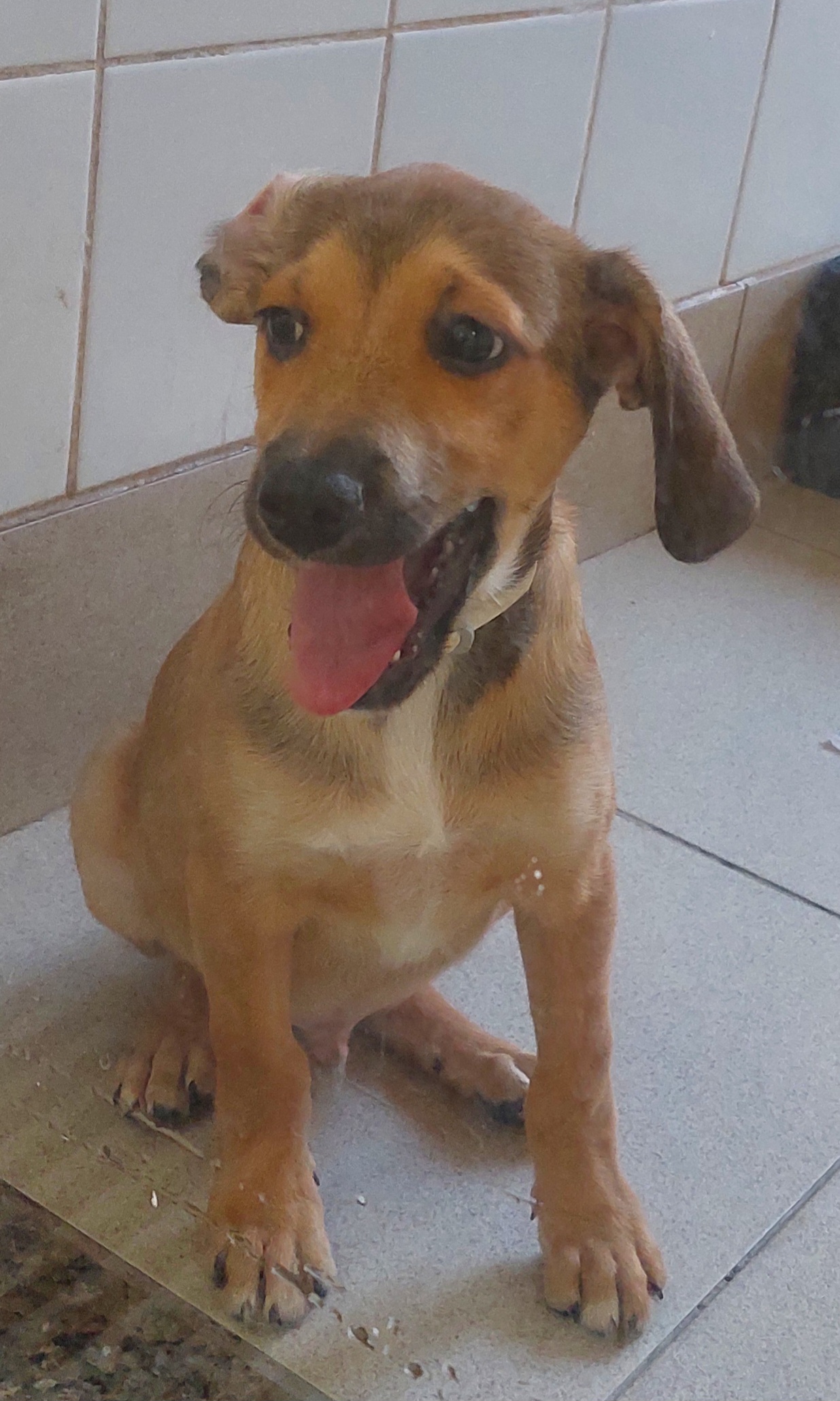 #PraCegoVer: Afredo é um cachorro com pelagem na cor marrom, seus olhos são pretos, ele esta sentado no chão, olhando para o lado com sua lingua de fora 